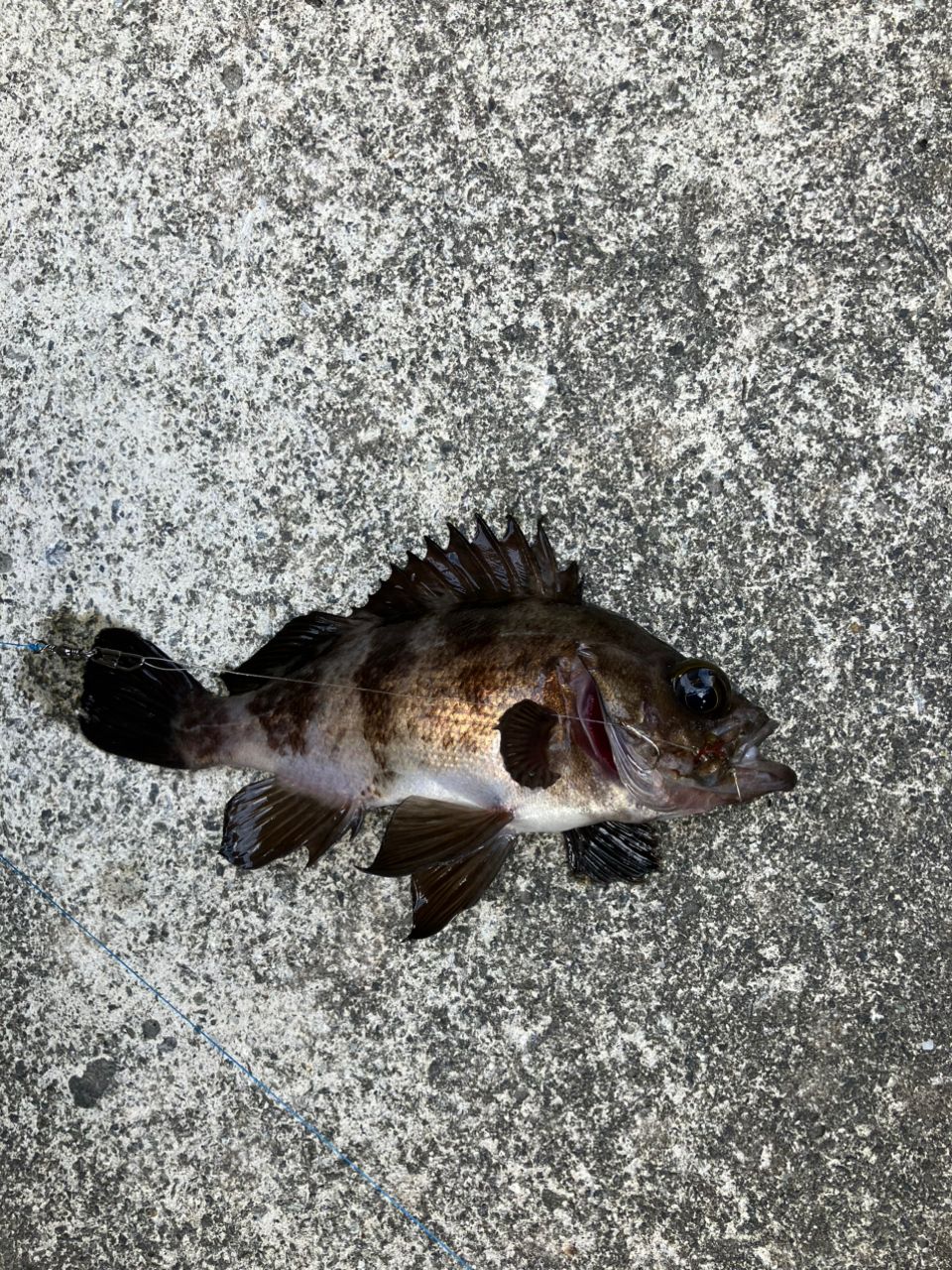 メバル