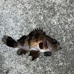メバル