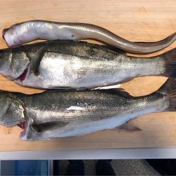 セイゴ（マルスズキ）