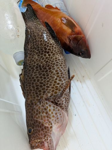 オオモンハタの釣果