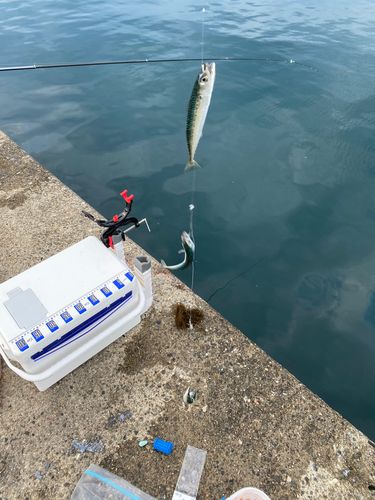 サバの釣果