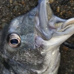 クロダイ