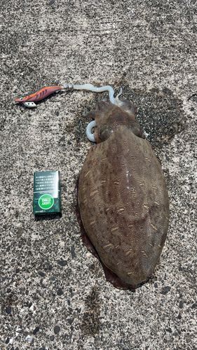 コウイカの釣果