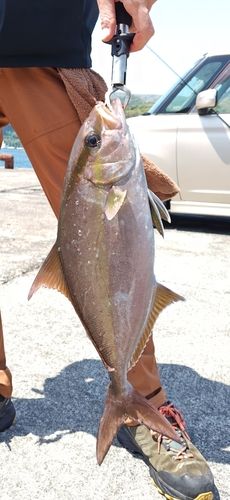 ヒレナガカンパチの釣果