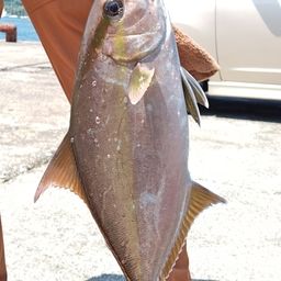 ヒレナガカンパチ