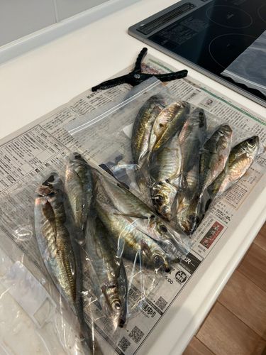 アジの釣果