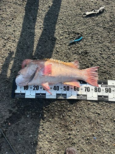 コブダイの釣果