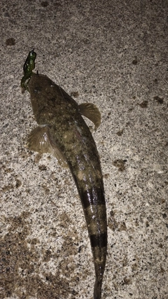 マゴチの釣果