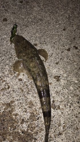 マゴチの釣果