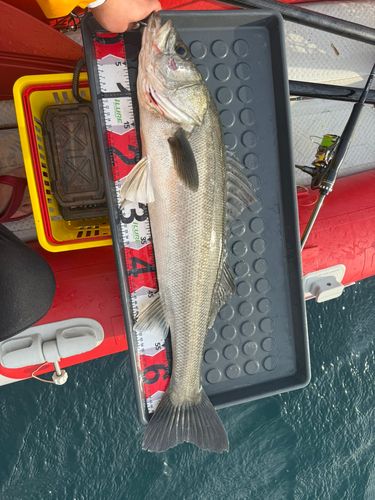 シーバスの釣果