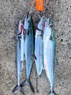サゴシの釣果