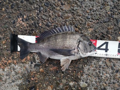 クロダイの釣果