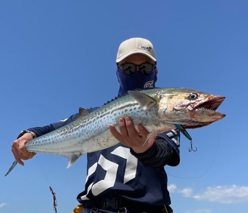 サワラの釣果