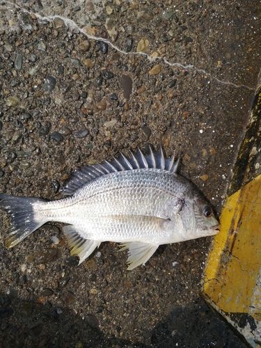 キビレの釣果