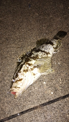 タケノコメバルの釣果