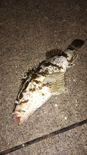 タケノコメバルの釣果