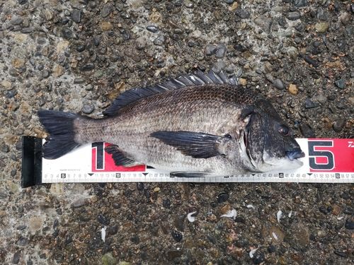 クロダイの釣果