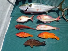 ブリの釣果