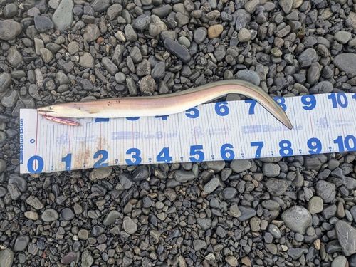 ハモの釣果