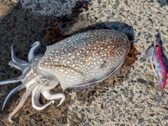 シリヤケイカの釣果