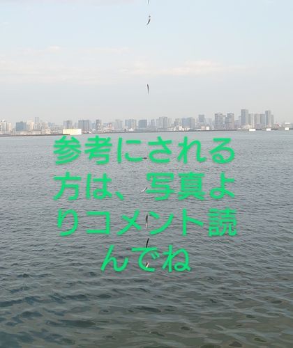 カタクチイワシの釣果