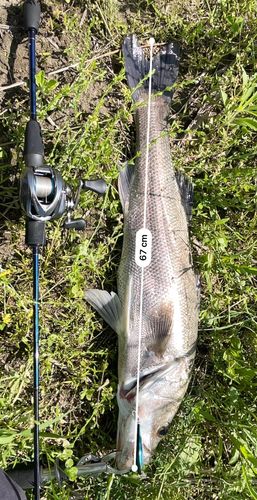 シーバスの釣果