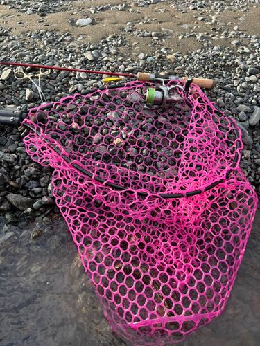 アメマスの釣果