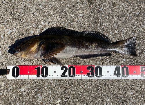 アイナメの釣果