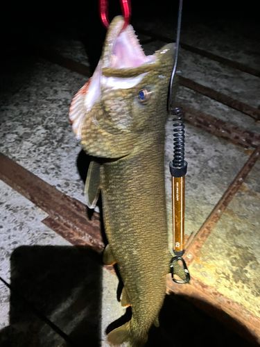トラウトの釣果