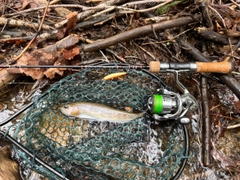 アメマスの釣果