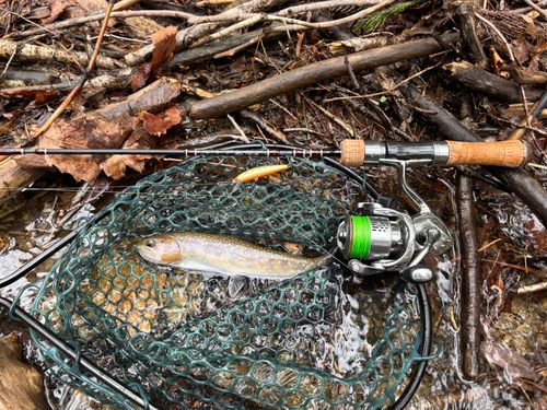 アメマスの釣果