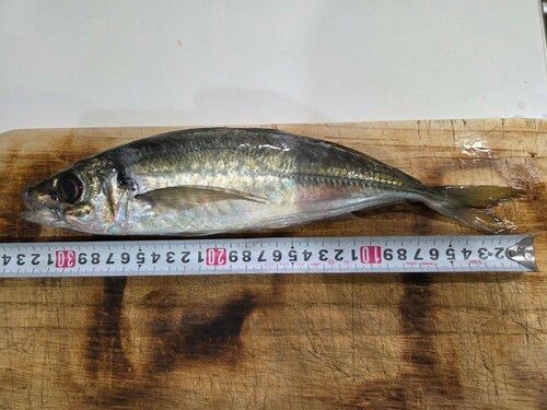 アジの釣果