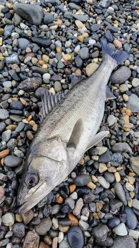 フッコ（マルスズキ）の釣果