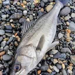 フッコ（マルスズキ）