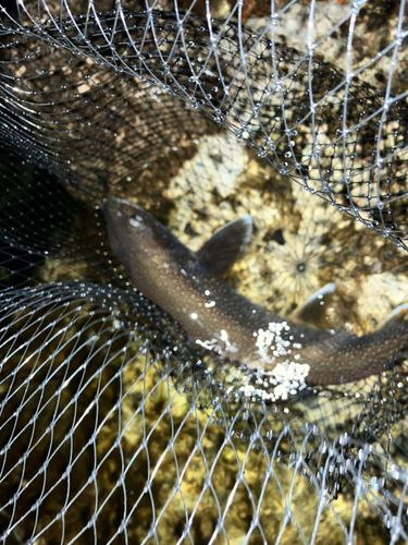トラウトの釣果