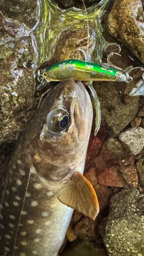 ニッコウイワナの釣果