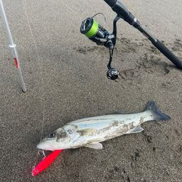 フッコ（マルスズキ）