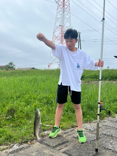 アメリカナマズの釣果