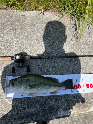 ブラックバスの釣果