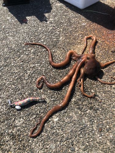 テナガダコの釣果