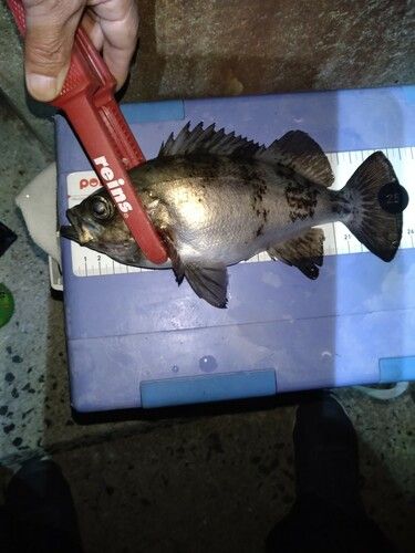 メバルの釣果