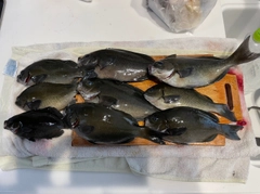 グレの釣果