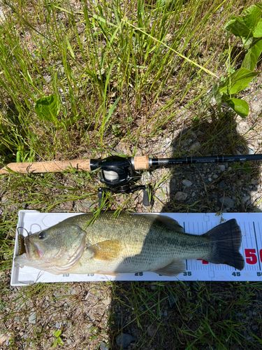 ブラックバスの釣果