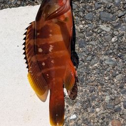 アカハタ