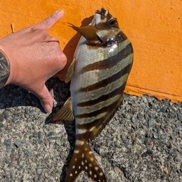タカノハダイ