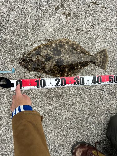 ヒラメの釣果