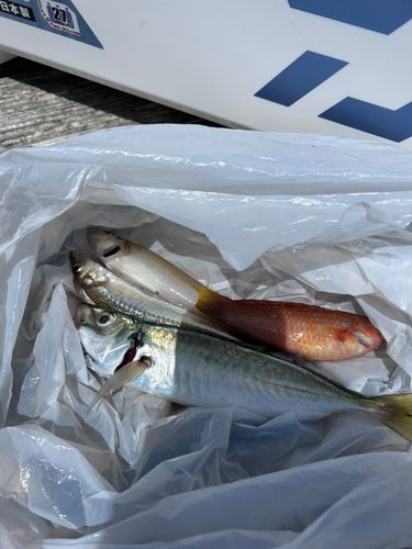 釣果