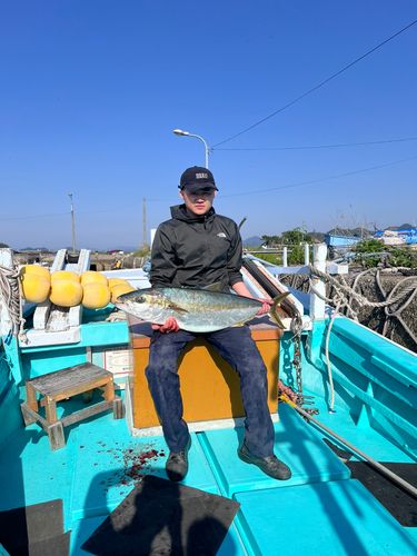 ヒラマサの釣果