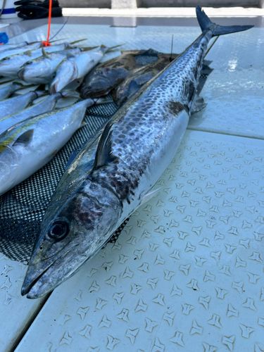 サワラの釣果
