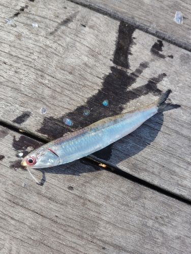 カタクチイワシの釣果